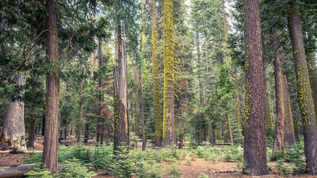 Yosemite CA USA - August 2014: Yosemite National Park Panoramic landscapeのeditorial素材