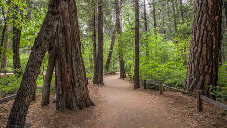 Yosemite CA USA - August 2014: Yosemite National Park Panoramic landscapeのeditorial素材