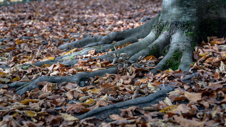 Autumn scene with leaves and a tree with roots in Yedigoller National Park, Boluの写真素材
