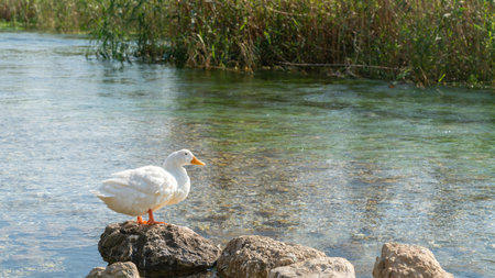 Duck in Azmak river in Akyaka Village of Mugla, Turkeyの写真素材