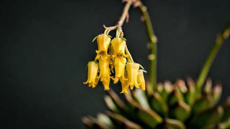 Beautiful yellow echeveria sagitta succulent flowers with black background. Close up of cactus flower. Field of depth and blur is done intentionallyの写真素材