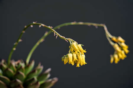 Beautiful yellow echeveria sagitta succulent flowers with black background. Close up of cactus flower. Field of depth and blur is done intentionallyの写真素材