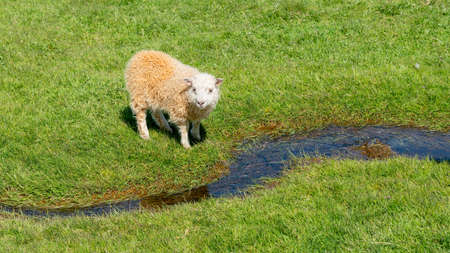 Young Icelandic sheep drinking water from a small river of water, Icelandの写真素材