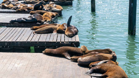 San Francisco, California, USA, August 2019: Sea lions resting in Pier 39, the fisherman's wharf in...