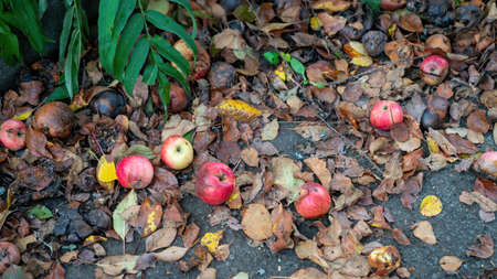 Fallen apples from an apple tree laying on the ground. Half rotten, laying on rotten leaves.の写真素材
