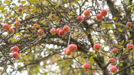 Apple trees in the garden with ripe red apples ready for harvest during autumn