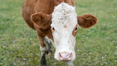 Cow looking at the camera in Blacksea region, Artvin, Turkeyの写真素材