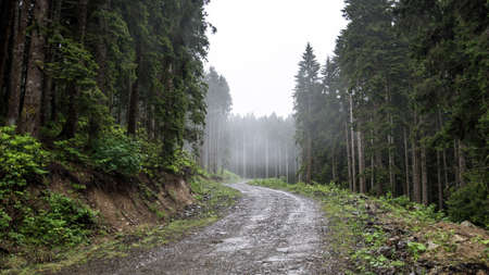 Green nature landscape of a country road among trees and forests in Black Sea Karadeniz region highlands of Turkeyの写真素材