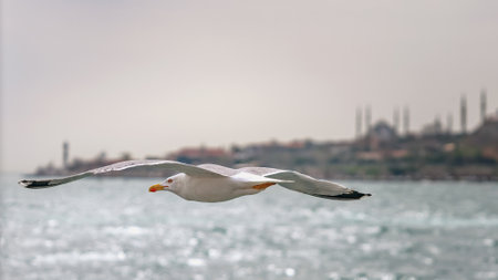 Seagull flying in front of the old town Sultanahmet skyline, Istanbul, Turkey. Traditional Istanbul skyline with silhouettes of minarets, ancient landmarks of Muslim architecture in Turkey.の写真素材