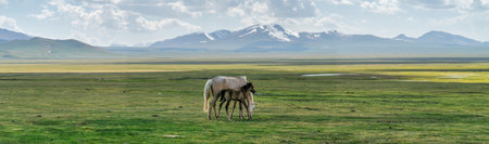 Wild horses in Kyrgyzstan nature green landscape with snow capped mountains. Kyrgyzstan is a landlocked country located in central Asia, known for its rugged, mountainous terrain and grasslands.の写真素材