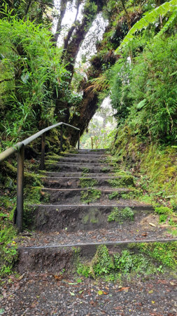 Hiking trail through Costa Rica rainforest with many plants and trees in Poas National Park, a...