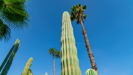 Big cactus in a cactus garden, a symbol of the harsh yet fascinating world of desert flora in Morocco.の写真素材