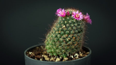 Beautiful purple cactus flowers with black background. Close up of cactus flower. Field of depth and blur is done intentionallyの写真素材