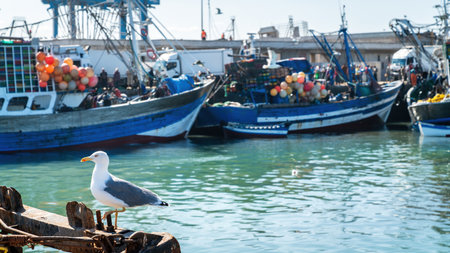 Seagull in the port of Essaouira, Morocco. The lively port is full of fishing boats, bringing in the day's catch, while seagulls circle overheadの写真素材