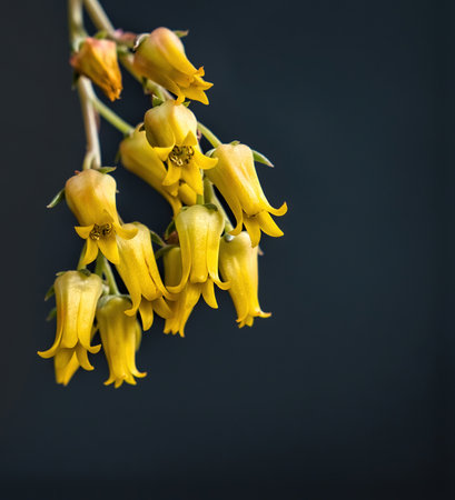 Beautiful yellow echeveria sagitta succulent flowers with black background. Close up of cactus flower. Field of depth and blur is done intentionallyの写真素材