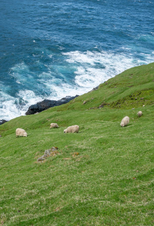 Sheep on Vagar island of Faroe Islands. Sheep roam free in the landscape of Faroe islands, mostly in couples.の写真素材