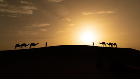 Silhouette of unidentified Berber man leading camel across sand dunes during sunset in Sahara...