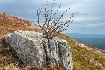 landscape with old stones and dry tree on Runa mountain top, Carpathians,Ukrainaの写真素材
