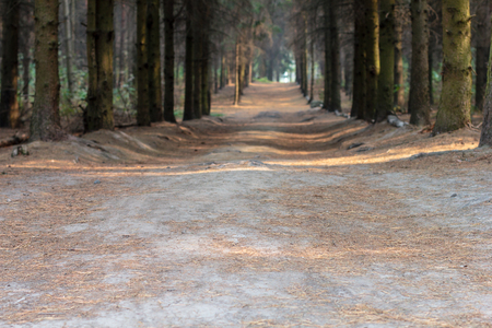 Path Through the Woods on a Suny Dayの写真素材