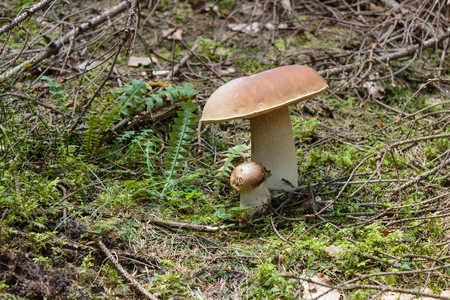 Mushrooms in the Carpathian forests. Summer. Ukraineの写真素材