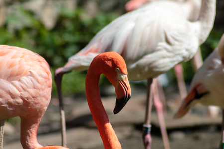 Portrait of a flamingo strolling near a pond . Czech Republicの写真素材