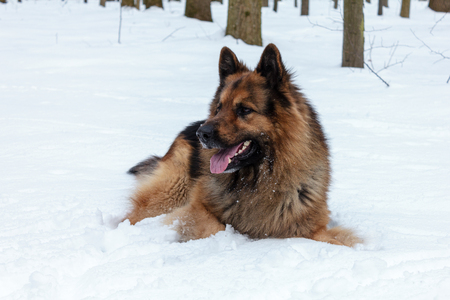 A dog is the best and true friend of man.German Shepherdの写真素材