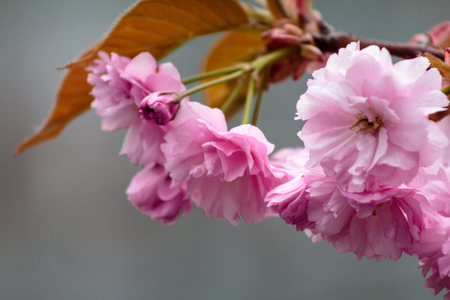 Blossoming pink sakura trees on the streets.Uzhgorod, Ukraineの写真素材