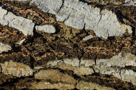 Background of wood texture closeupの写真素材