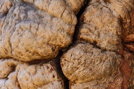 Background of wood texture closeupの写真素材
