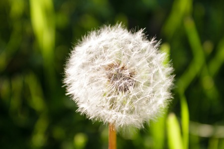 Photo of a dandelion on a green grass backgroundの写真素材