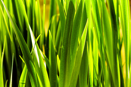 Swamp with reeds closeup in dawn light.Backgroundの写真素材