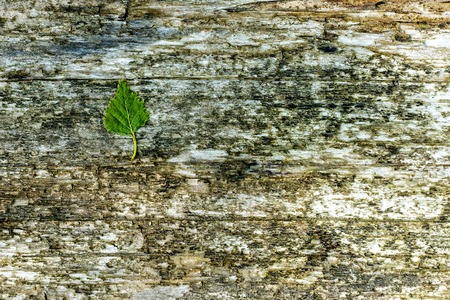 Background of wood texture closeupの写真素材