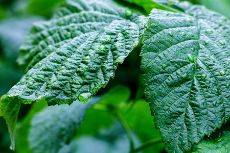 Water drops on fresh green leaves