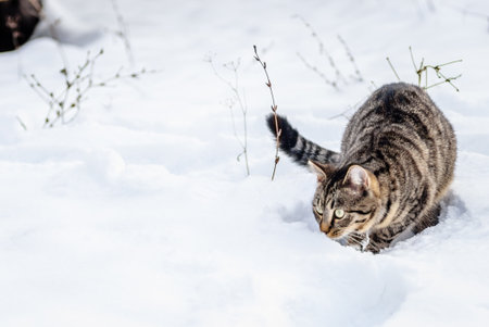 Playful, European, domestic cat on a snow cover.の写真素材