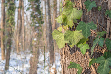 Sunlit by the winter sun, green leaves of wild ivy wrapped around an evergreen tree.の写真素材