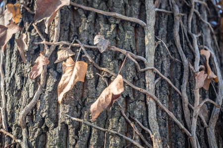 Dried leaves of wild ivy wrapped around an evergreen tree.の写真素材