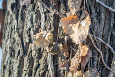 Dried leaves of wild ivy wrapped around an evergreen tree.の写真素材