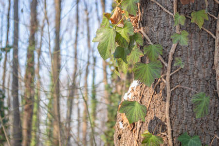 Sunlit by the winter sun, green leaves of wild ivy wrapped around an evergreen tree.の写真素材