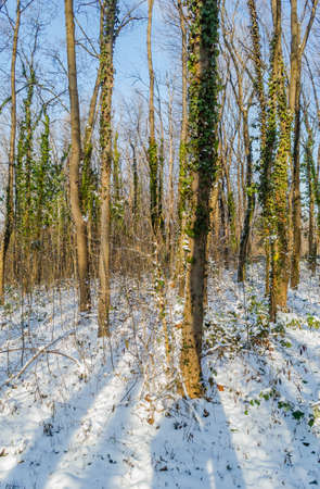 Panorama of evergreen young forests on the mountain Fruska Gora, covered with strength.の写真素材