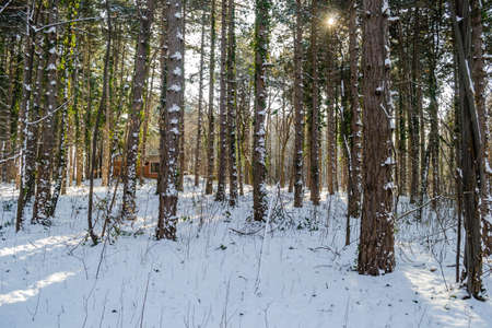 Panorama of evergreen young forests on the mountain Fruska Gora, covered with strength.の写真素材