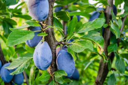 A group of blue ripe large plums on a branch in a plum orchard.
