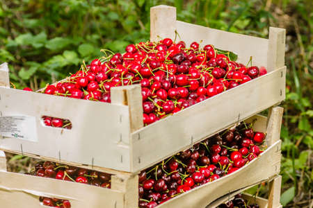 Picked, red, ripe cherry fruits in a wooden box, on a plantation in Novi Sad, Serbia.の写真素材
