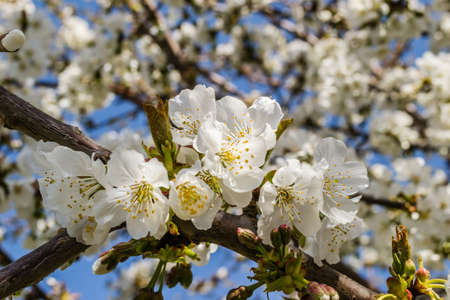 Branches with white blossoming cherry blossoms in a private garden.の写真素材