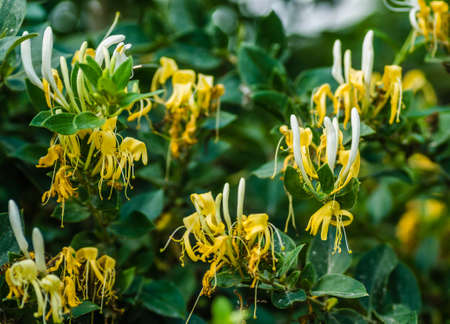yellow-white flowers Lonicera (Lonicera - Honeysuckle ) is a perennial creeping plant.の写真素材