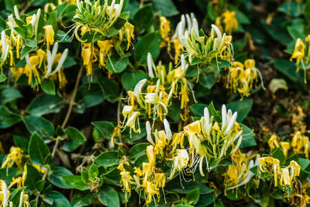 yellow-white flowers Lonicera (Lonicera - Honeysuckle ) is a perennial creeping plant.の写真素材