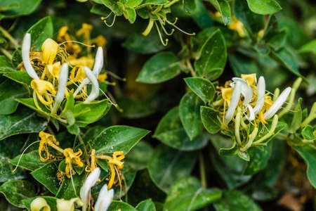yellow-white flowers Lonicera (Lonicera - Honeysuckle ) is a perennial creeping plant.の写真素材