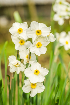 White narcissus with a yellow core bloom in the garden in April. Spring white and yellow flowers.の写真素材