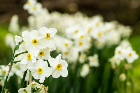 White narcissus with a yellow core bloom in the garden in April. Spring white and yellow flowers.の写真素材