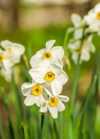 White narcissus with a yellow core bloom in the garden in April. Spring white and yellow flowers.の写真素材