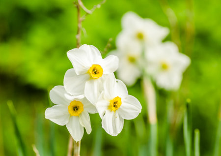 White narcissus with a yellow core bloom in the garden in April. Spring white and yellow flowers.の写真素材